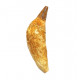 acrophyseter deinodon (dent de baleine) indonésie 12 cm