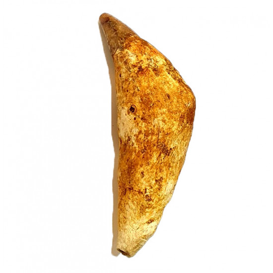 acrophyseter deinodon (dent de baleine) indonésie 12 cm