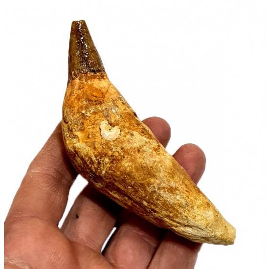 acrophyseter deinodon (dent de baleine) indonésie 12 cm