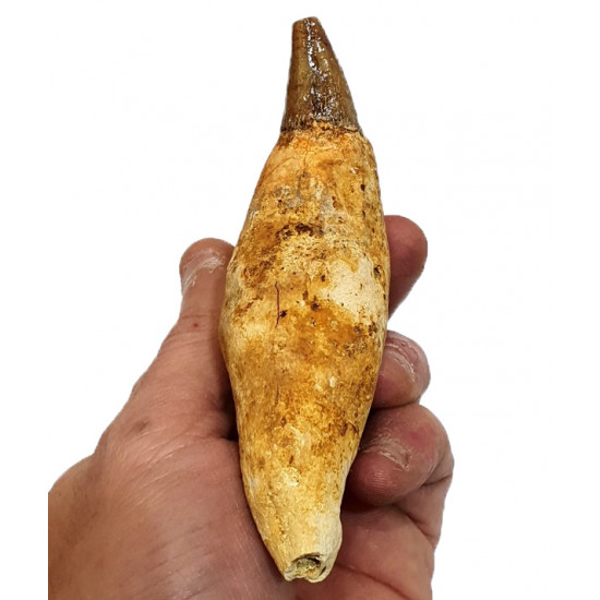 acrophyseter deinodon (dent de baleine) indonésie 12 cm