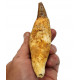 acrophyseter deinodon (dent de baleine) indonésie 12 cm
