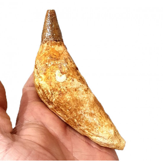 acrophyseter deinodon (dent de baleine) indonésie 12 cm