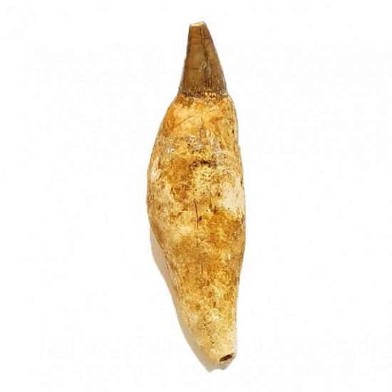 acrophyseter deinodon (dent de baleine) indonésie 12 cm