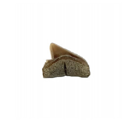 carcharhinus sealei indonésie