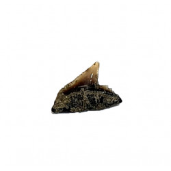 carcharhinus sealei indonésie