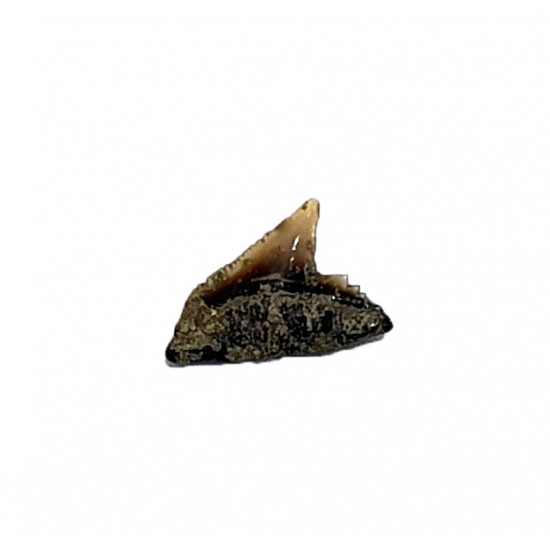 carcharhinus sealei indonésie