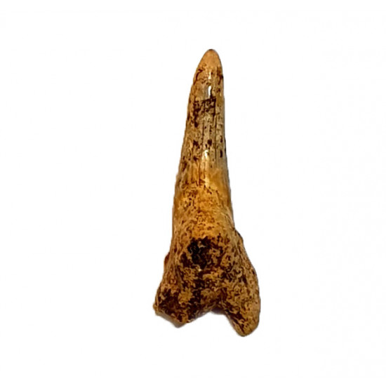 hemipristis serra indonésie
