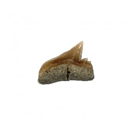 carcharhinus sealei indonésie