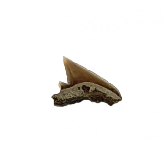 carcharhinus sealei indonésie