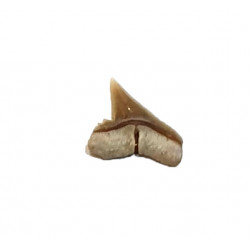 carcharhinus sealei indonésie