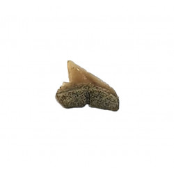 carcharhinus sealei indonésie