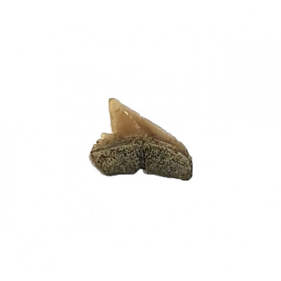 carcharhinus sealei indonésie