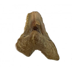 hemipristis serra indonésie