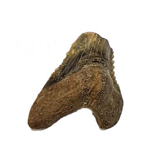 hemipristis serra indonésie