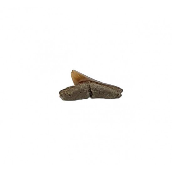 rhizoprionodon sp. indonesia