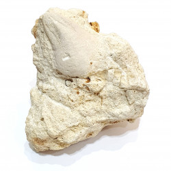 claviaster lybicus