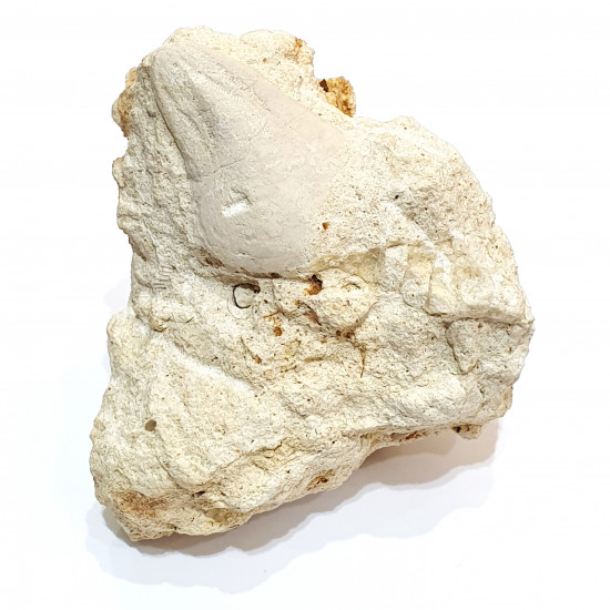 claviaster lybicus