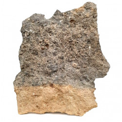 Acrosalenia hemicidaroïdes
