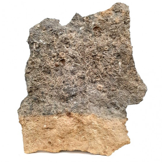 Acrosalenia hemicidaroïdes