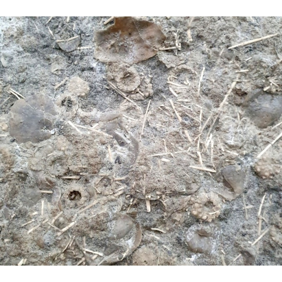 Acrosalenia hemicidaroïdes