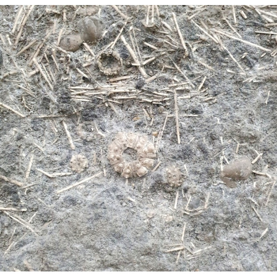 Acrosalenia hemicidaroïdes