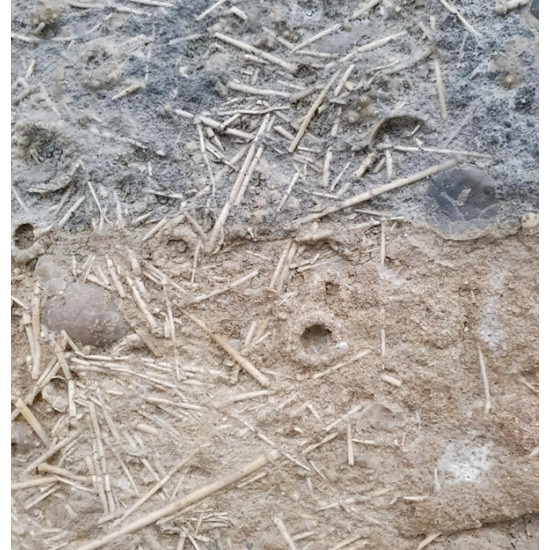 Acrosalenia hemicidaroïdes