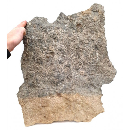 Acrosalenia hemicidaroïdes
