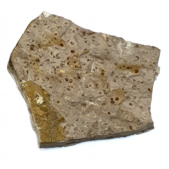 epicharmeropsis  quadrivenulosus