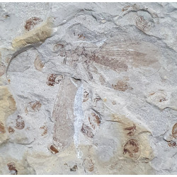 epicharmeropsis  quadrivenulosus