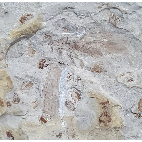 epicharmeropsis  quadrivenulosus
