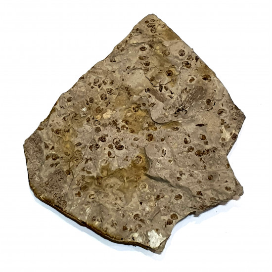epicharmeropsis  quadrivenulosus