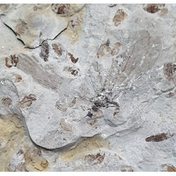 epicharmeropsis  quadrivenulosus