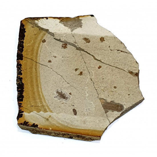 indeterminate insect