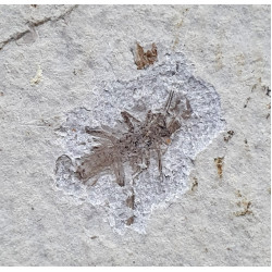 indeterminate insect