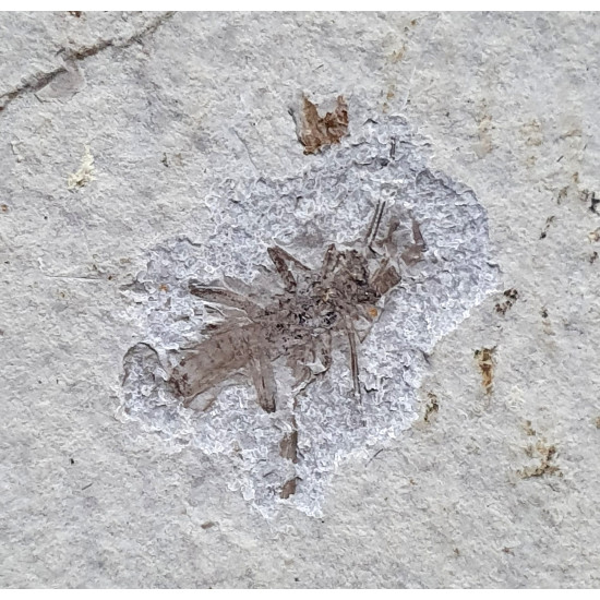 indeterminate insect
