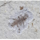 indeterminate insect