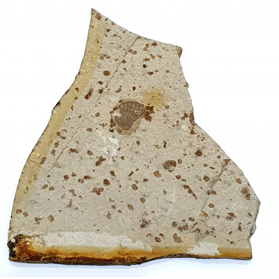 kallibemerobius butterfly wing