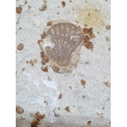 kallibemerobius butterfly wing