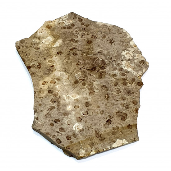 karatavoblatta formosa