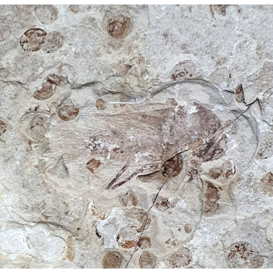 karatavoblatta formosa