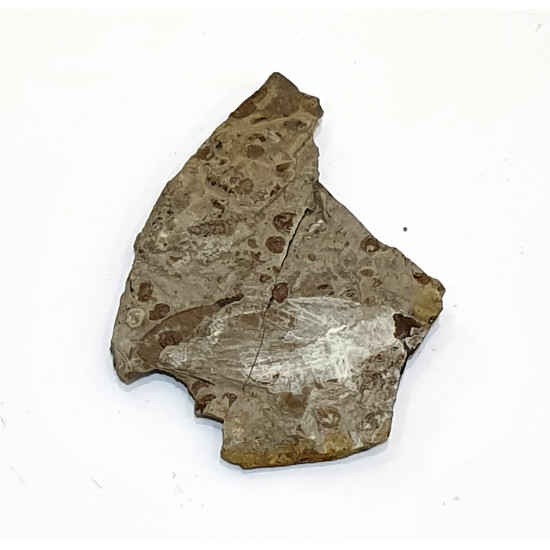 karatavoblatta formosa