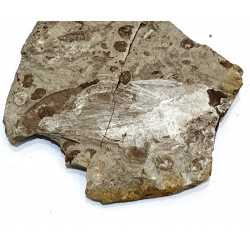 karatavoblatta formosa