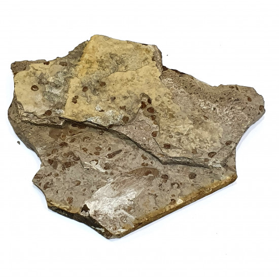 karatavoblatta formosa