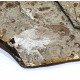 karatavoblatta formosa