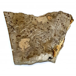 karatavoblatta formosa