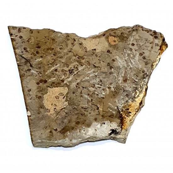 karatavoblatta formosa