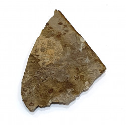 karatavoblatta formosa