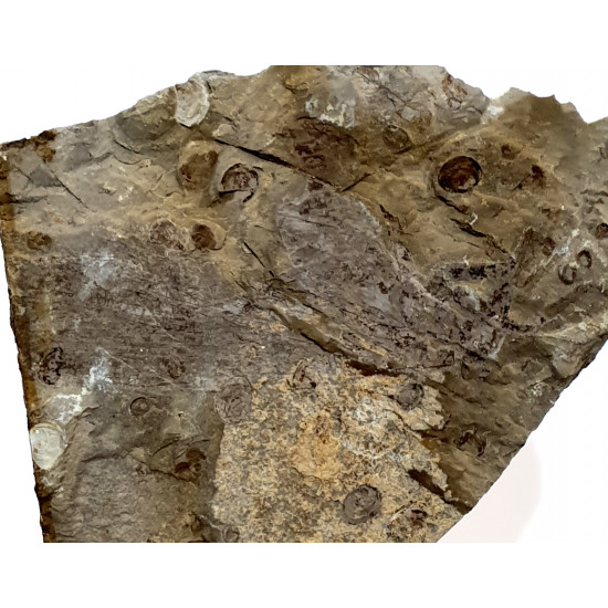 karatavoblatta formosa