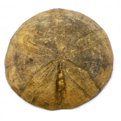 clypeus angustiporus