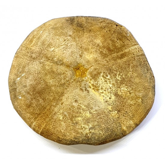 clypeus angustiporus